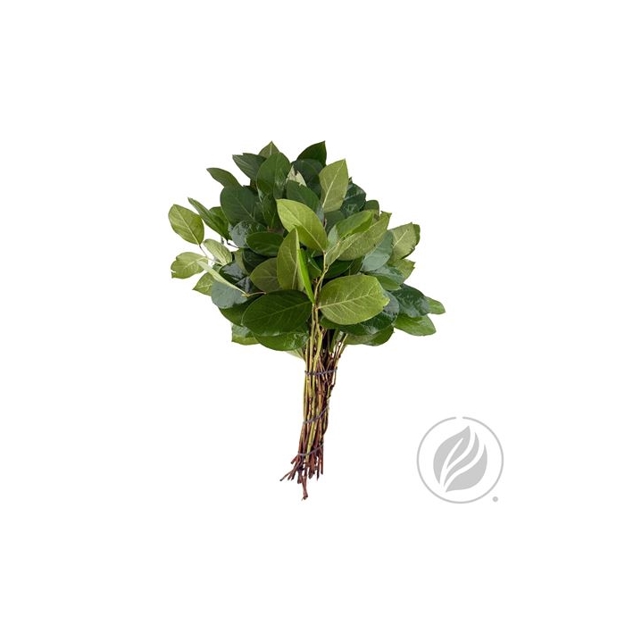 <h4>SALAL TIPS ROYAL STAR</h4>