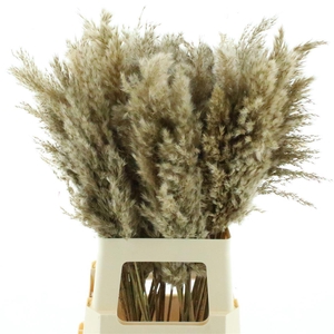 Corta Dried Naturel 80cm