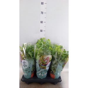 Phlebodium aureum 'Davana'
