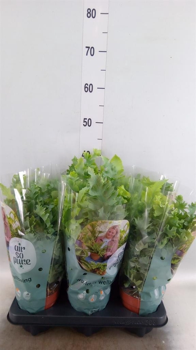 <h4>Phlebodium aureum 'Davana'</h4>
