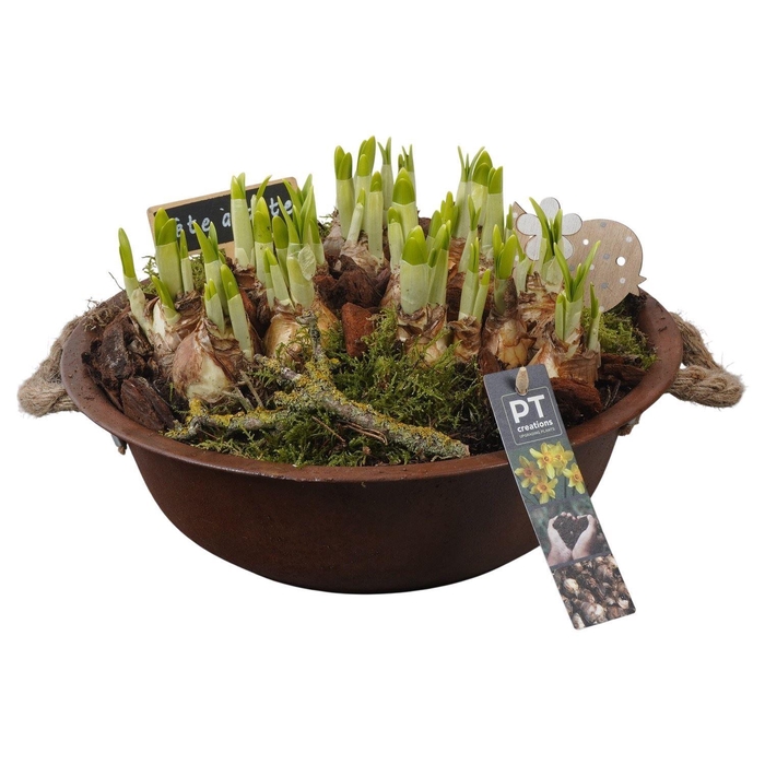 <h4>Arr. Narcissus Tete Tete L%</h4>