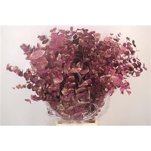 Euc Cinerea Met. Ant. Ciclamino Pe