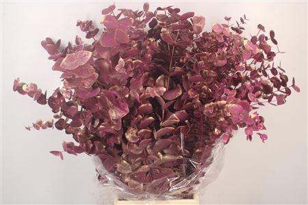 <h4>Euc Cinerea Met. Ant. Ciclamino Pe</h4>