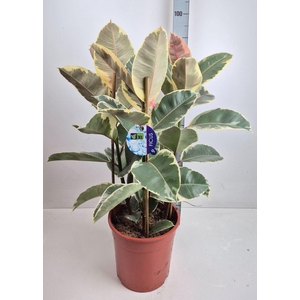 Ficus elastica 'Tineke'