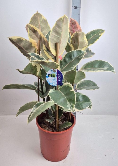 <h4>Ficus elastica 'Tineke'</h4>