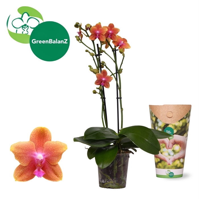 <h4>Phalaenopsis multi. 'Ant Bolgheri'</h4>