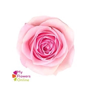 R Gr Luciano Pink 50cm EC
