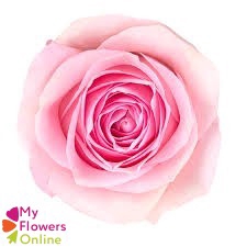 <h4>R Gr Luciano Pink 50cm EC</h4>