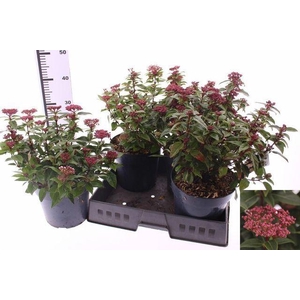 Viburnum tinus 'Spirit'