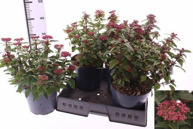 <h4>Viburnum tinus 'Spirit'</h4>