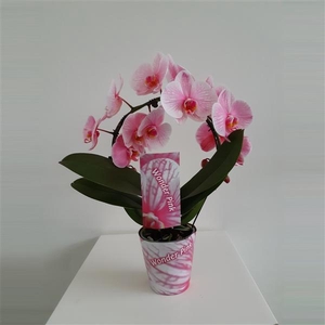 Wonder Spiegelboog Pink