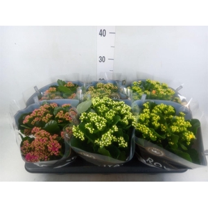 Kalanchoe blos. 'RoyalDon'   ..mix