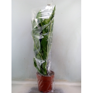 Dieffenbachia seg. 'Caiman'