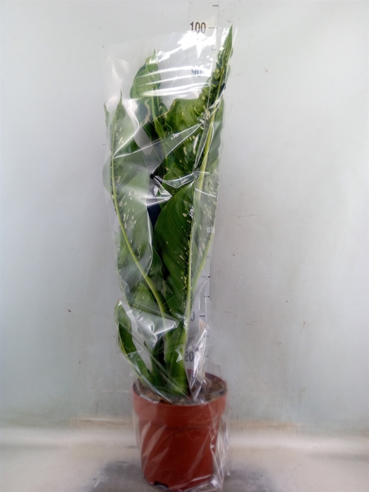 <h4>Dieffenbachia seg. 'Caiman'</h4>