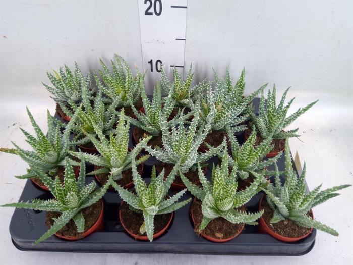 <h4>Aloe humilis</h4>