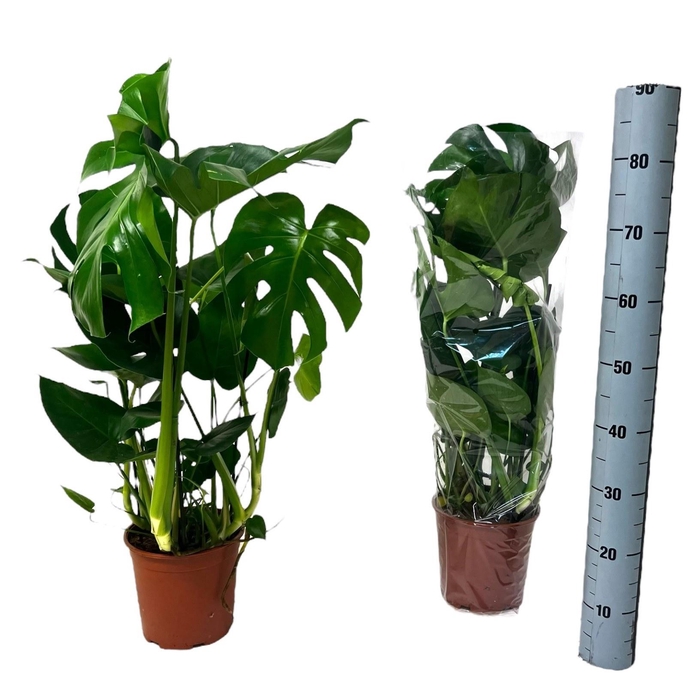 <h4>MONSTERA DELICIOSA</h4>