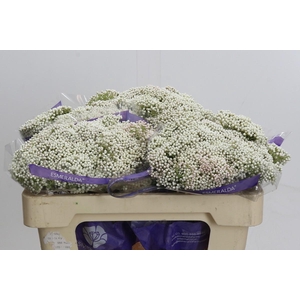 Ozothamnus Cooks Snow White