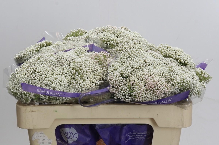 Ozothamnus Cooks Snow White