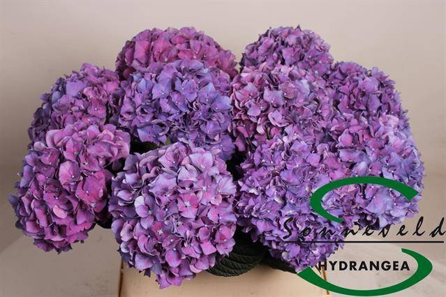<h4>HYDR M CH RODEO PA</h4>