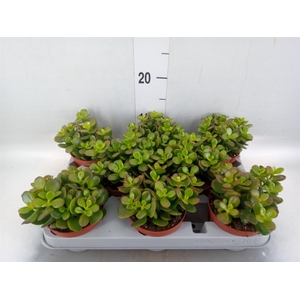 Crassula ovata 'Minor'