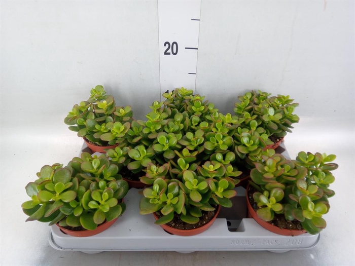 <h4>Crassula ovata 'Minor'</h4>
