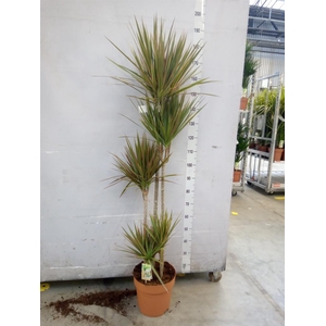 Dracaena marg. 'Bicolor'