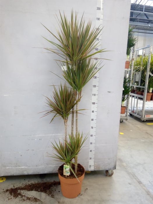 <h4>Dracaena marg. 'Bicolor'</h4>