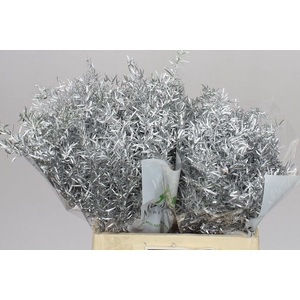 Asparagus Cwebe Silver X50