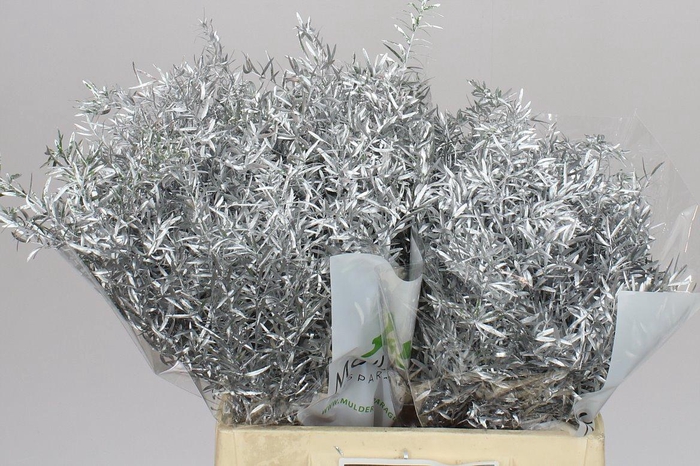 <h4>Asparagus Cwebe Silver X50</h4>