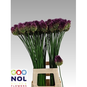 ALLIUM SPHAEROCEPHALON ALLIUM SPHAE