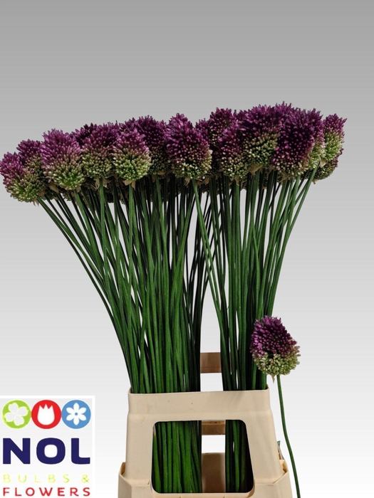 <h4>ALLIUM SPHAEROCEPHALON ALLIUM SPHAE</h4>