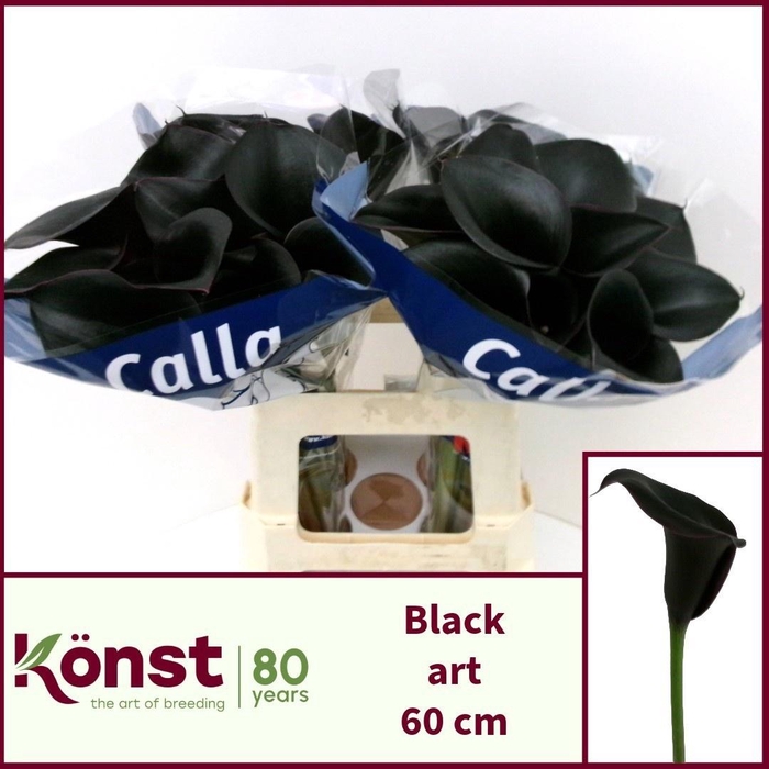 <h4>ZANT BLACK ART</h4>