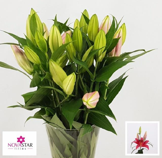 <h4>LI OR INDIANA</h4>