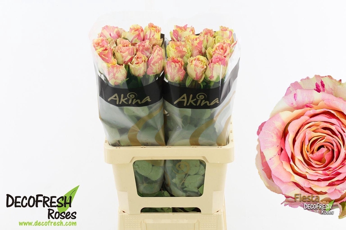 <h4>R Gr Fiesta</h4>