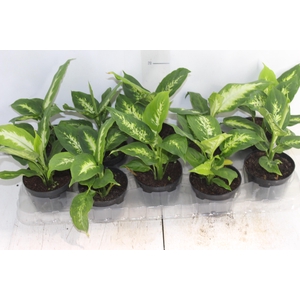 DIEFFENBACHIA TROPIC MARIANA P11