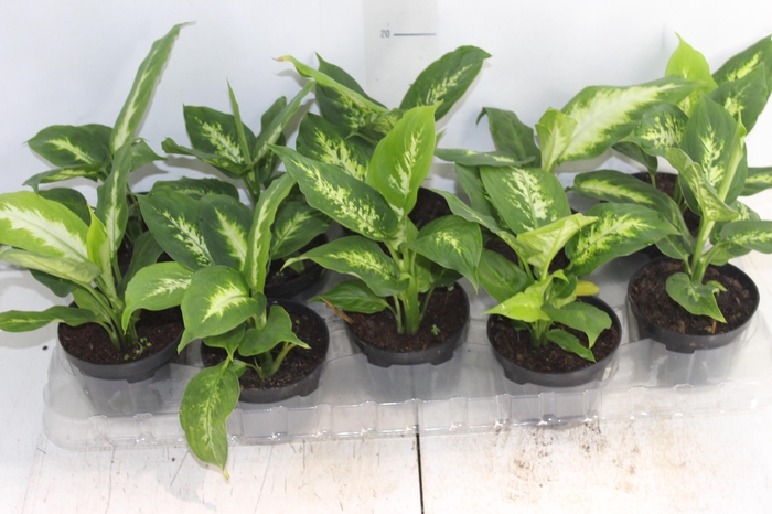 <h4>DIEFFENBACHIA TROPIC MARIANA P11</h4>