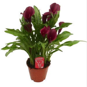 Zantedeschia Rood