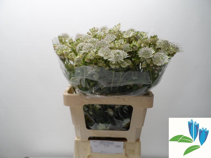 <h4>ASTRANTIA SHAGGY ASTR SHAGGY</h4>