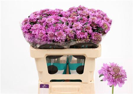 <h4>Scab At Bb Scoop Ube</h4>