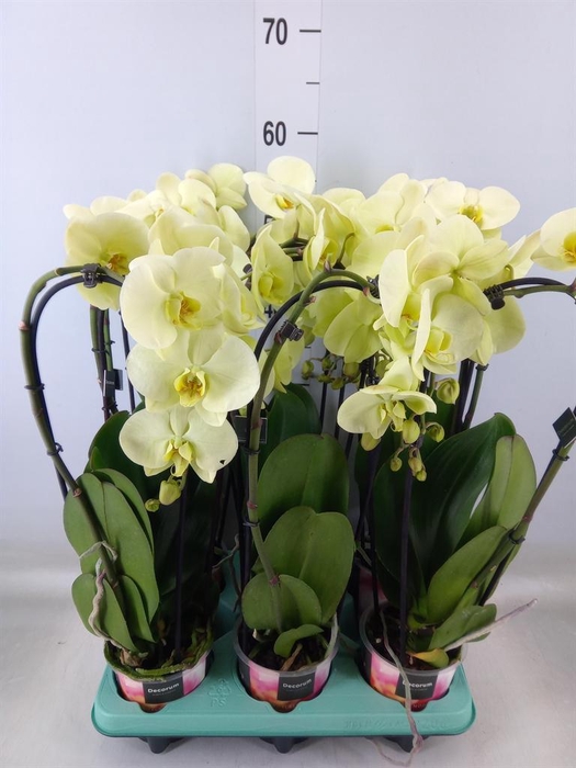<h4>Phalaenopsis   ...</h4>