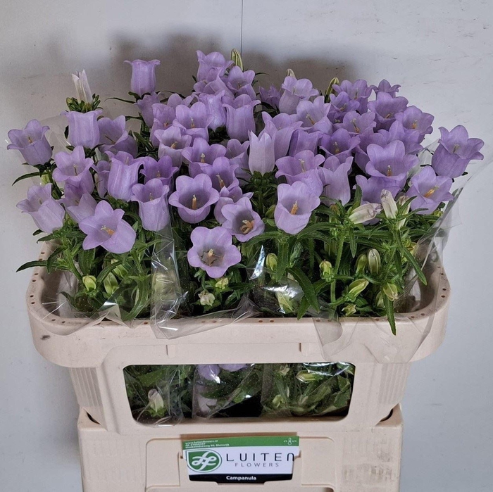 <h4>CAMP CHAMPION LAVENDER</h4>