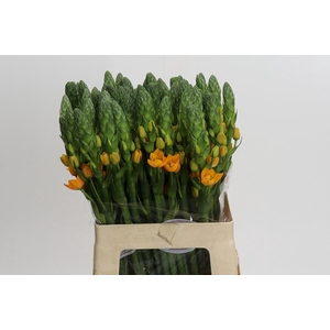 Ornithogalum dubium 'Magic Star'