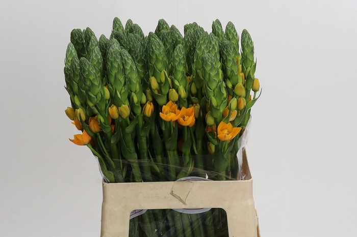 <h4>Ornithogalum dubium 'Magic Star'</h4>