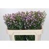 Aster Baby Pink Pearl