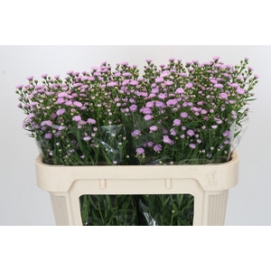 Aster Baby Pink Pearl
