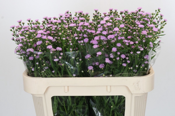 Aster Baby Pink Pearl