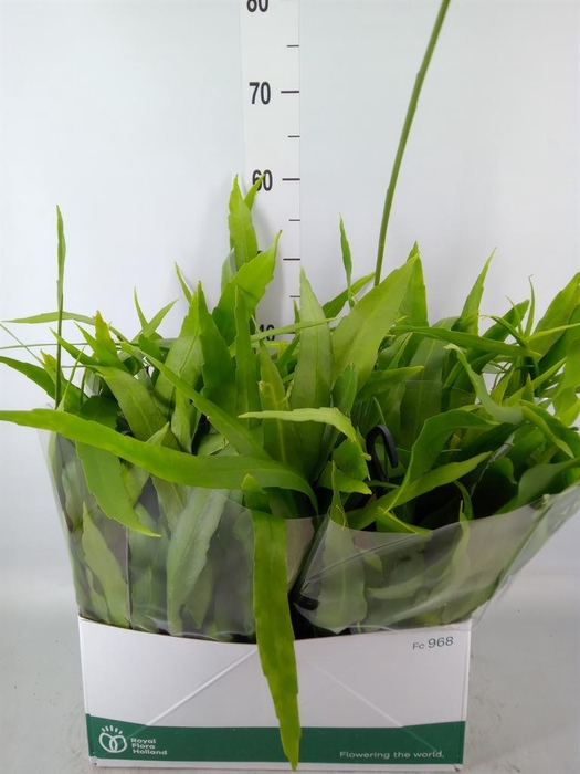 <h4>Epiphyllum ...</h4>