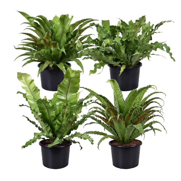 <h4>Asplenium Bulbiforum</h4>