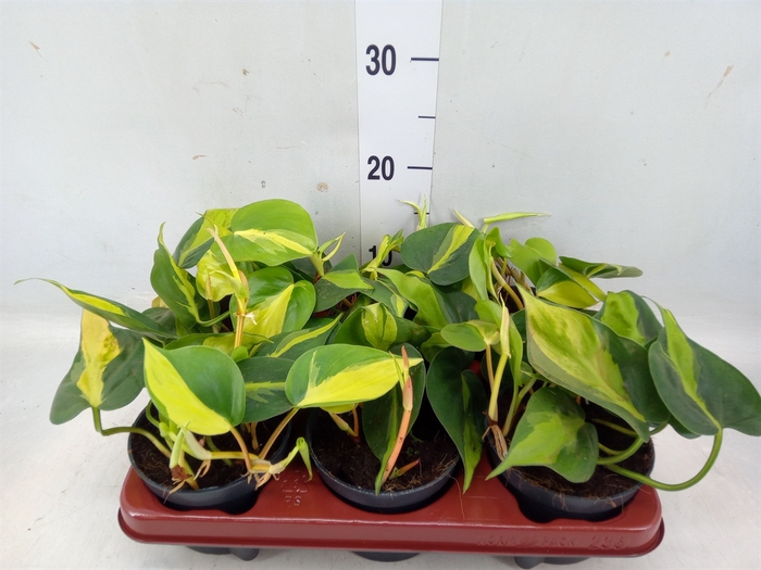 <h4>Philodendron scand. 'Brasil'</h4>