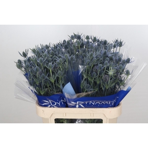 Eryngium Blue Dynamite